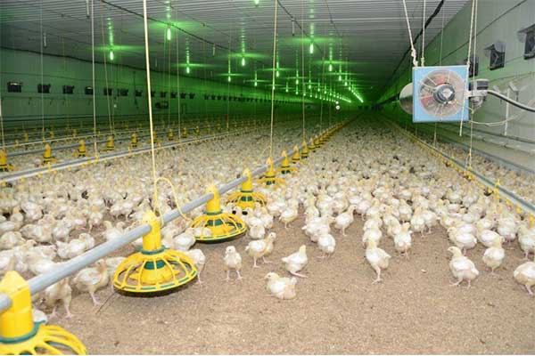 курица в Хабаровске картинка курица в Хабаровске фото