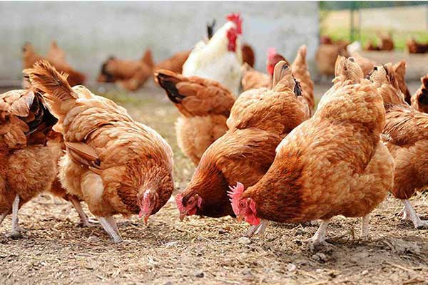 куры.jpg куры.jpg