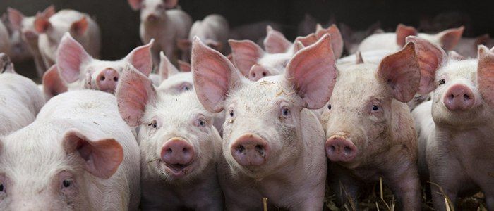 мясо свинины оптом